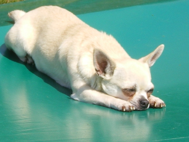 chiens adultes