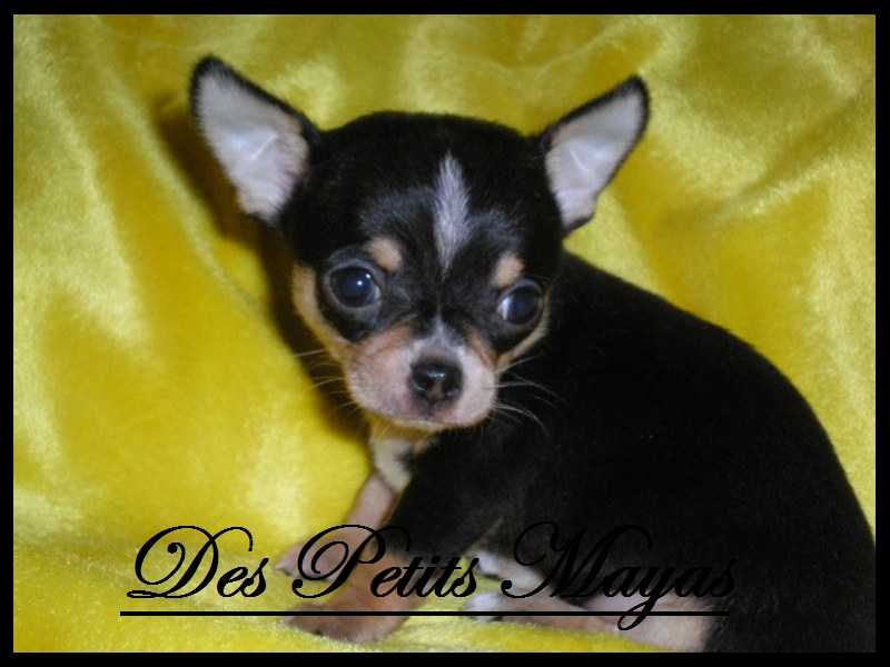 les chiots des petits mayas 